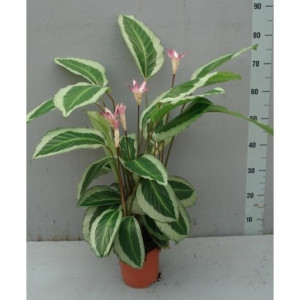 Калатея Бикаджокс Гекко 60 см.